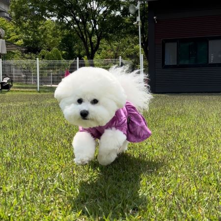 Bichon Dog Clothes - Dog Tie Dye Dress - Fitwarm