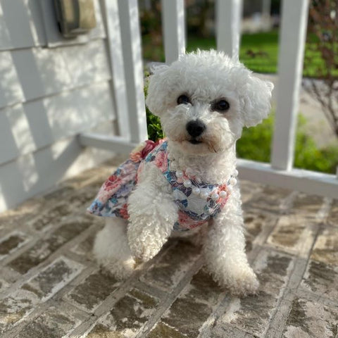 Bichon Frise im Blumenkleid auf der Veranda – Fitwarme Hundekleidung.