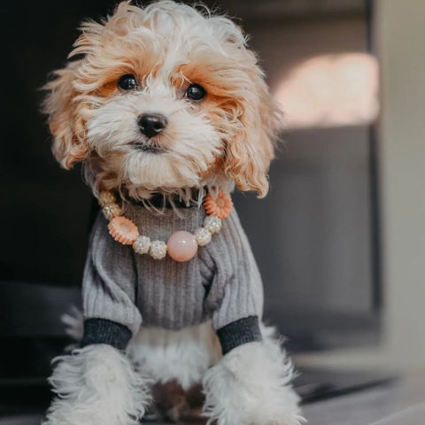 Cavapoo in a Gray Knitted Dog Pajamas - Fitwarm Dog Clothes