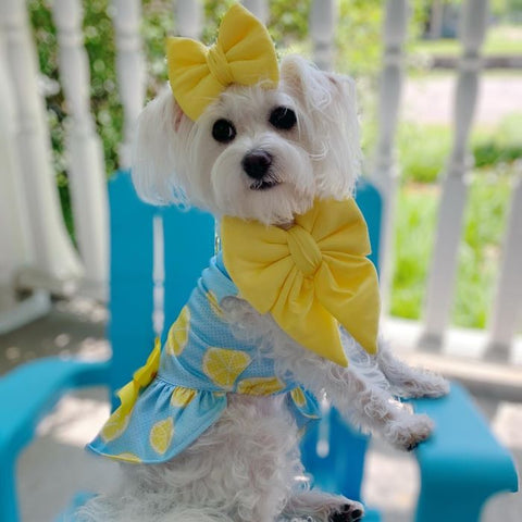 Morkie in a Lemon Dog Dress