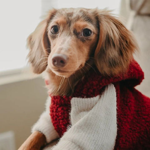 Dackel im rot-weißen Kapuzen-Hundekleid – Fitwarme Hundekleidung