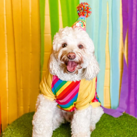 Cavapoo in a rainbow dog shirt