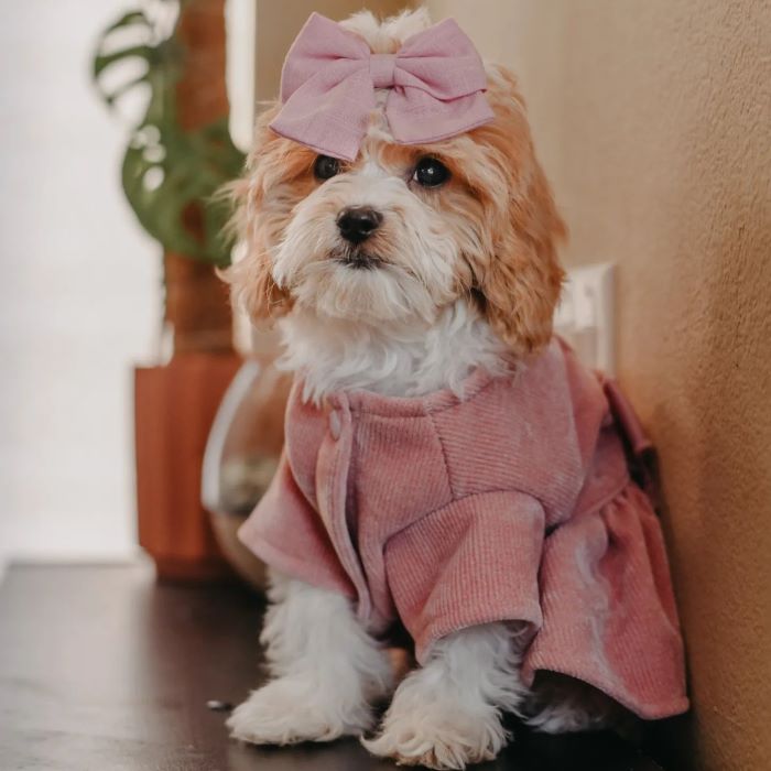 Pink Harness Dog Dress