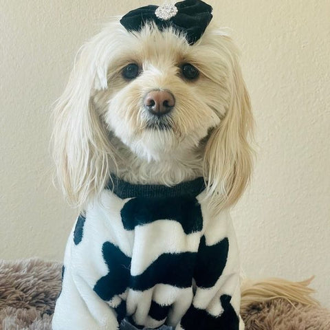 Maltipoo in einem niedlichen Milchkuh-Hundepyjama – Fitwarme Hundekleidung