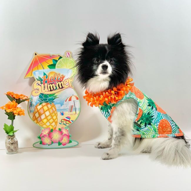 Pomeranian in a Dog Shirt with Funny Pineapple Prints - Fitwarm Dog Clothes