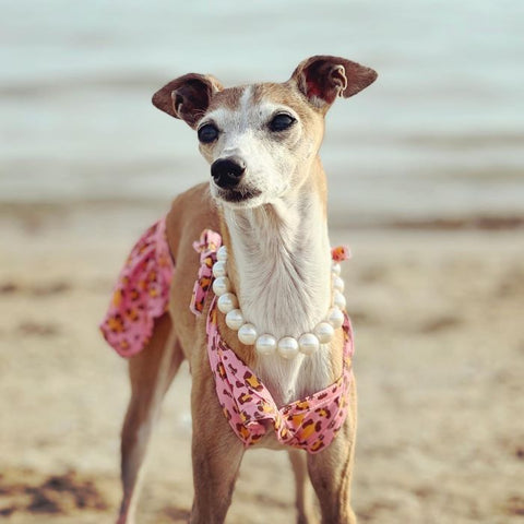 Italian Greyhound in a Summer Dog Bikini with Leopard Prints - Fitwarm Dog Clothes