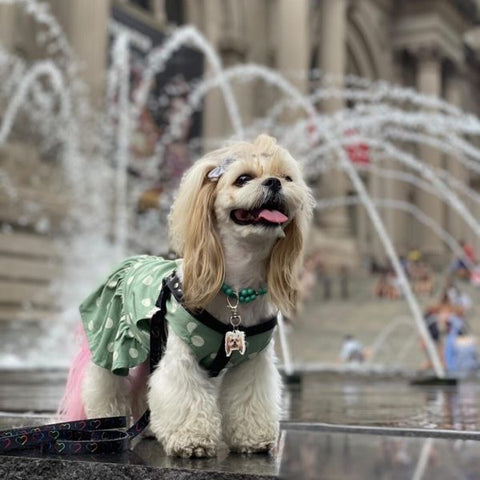 Shihtzu in a Polka Dot Dog Dress