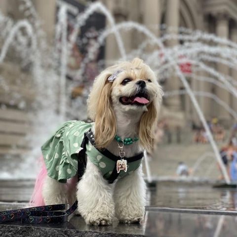 Shihtzu in a Polka Dot Dog Dress