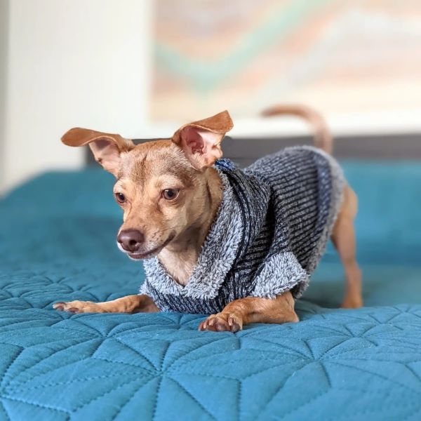 Knitted Hooded Dog Sweater