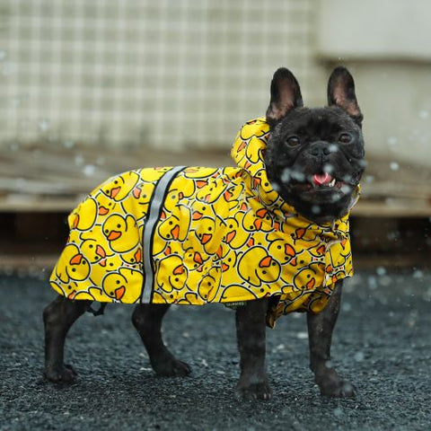 Frenchie in a Cute Duck Prints Dog Raincoat