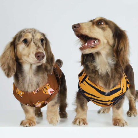 Dachshund in a Tiger Themed Dog Shirt