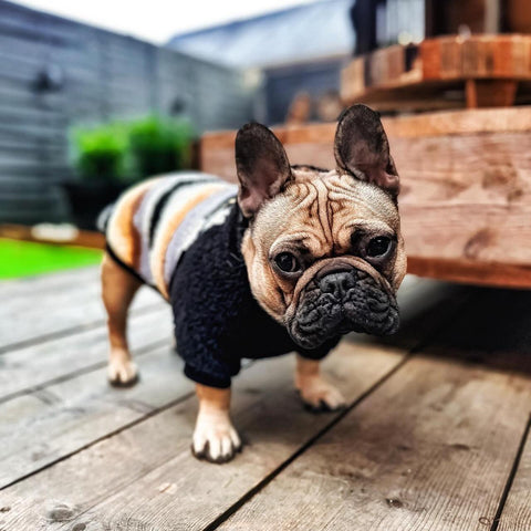 French Bulldog Hoodie - French Bulldog Clothes - Fitwarm
