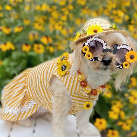 Morkie in a Summer Striped Dog Dress
