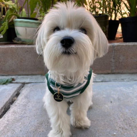 Morkie in a Green Dog Shirt - Fitwarm Dog Clothes