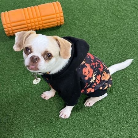 Pug in a Halloween Dog Hoodie