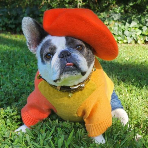 Französische Bulldogge im orangefarbenen Pullover – Fitwarme Hundekleidung