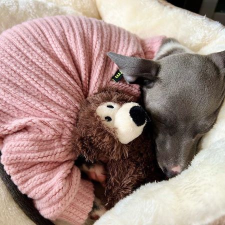 Italian Greyhound Sleeping in a Cozy Sweater