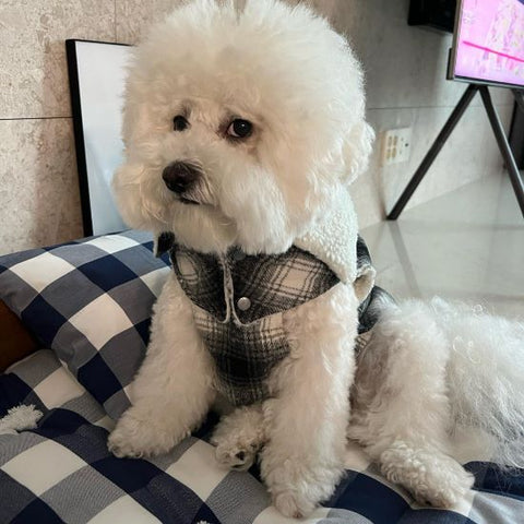 Bichon Frise In Plaid Vest And Sherpa Collar - Fitwarm Dog Clothes