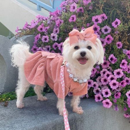 Morkie in Cute Pink Dog Dress - Fitwarm Dog Clothes