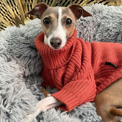 Italian Greyhound in a Red Turtleneck Knitted Dog Sweater - Fitwarm Dog Clothes