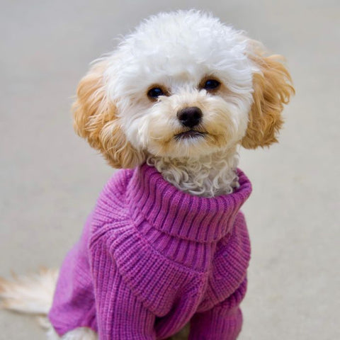 Cavapoo in a Turtleneck Knitted Dog Sweater