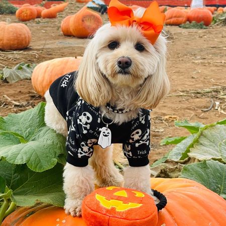 Maltipoo in Halloween costume - Fitwarm Dog Clothes