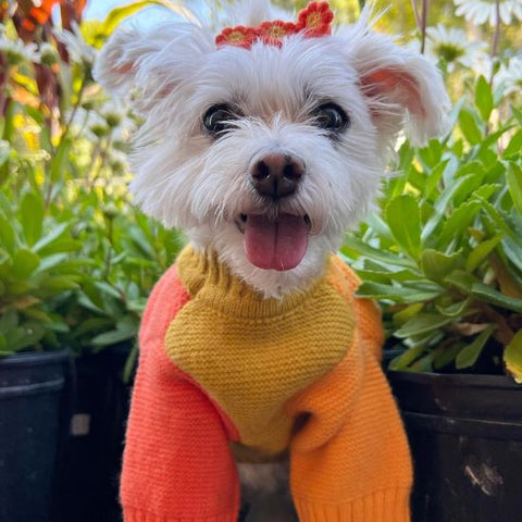 Maltesischer Hund in einem gelben und orangefarbenen Hundepullover – Fitwarme Hundekleidung
