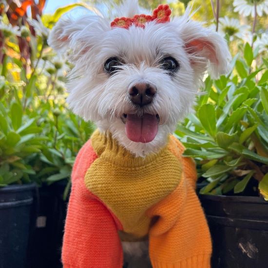 Maltese in a Stylish Orange Dog Sweater - Fitwarm Dog Clothes