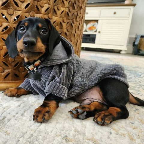 Dachshund Puppy in a Grey Hooded Dog Sweater - Fitwarm Dog Clothes