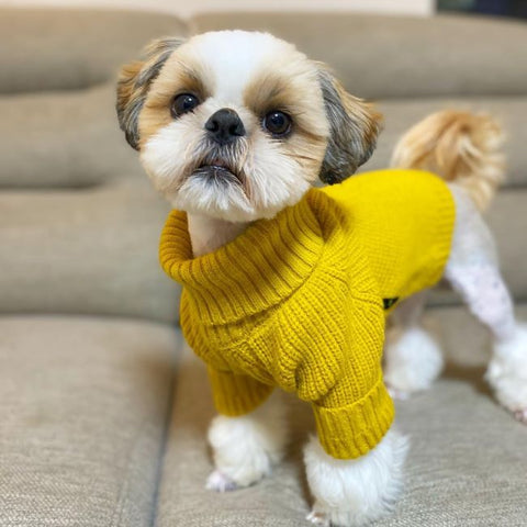 Turtleneck Knitted Dog Sweater