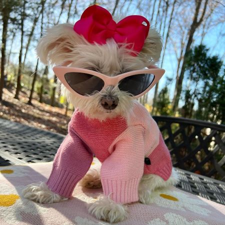 Maltese in a Pink Color Block Dog Sweater