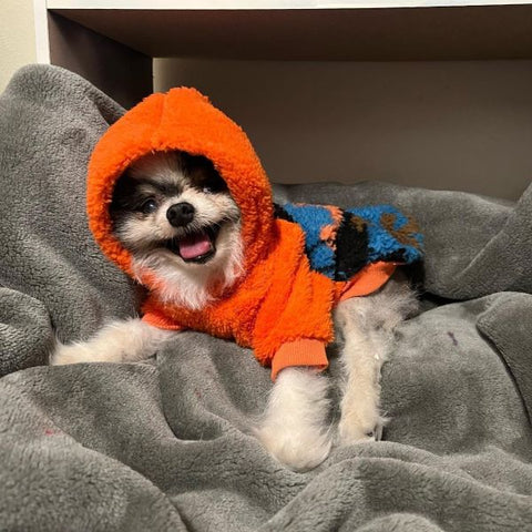 Cute Dog Wearing a Sherpa Hoodie & Relaxing on Blankets