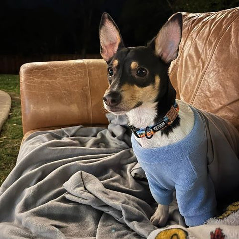 Hund in einem blauen, gemütlichen Rollkragenpullover – Fitwarme Hundekleidung