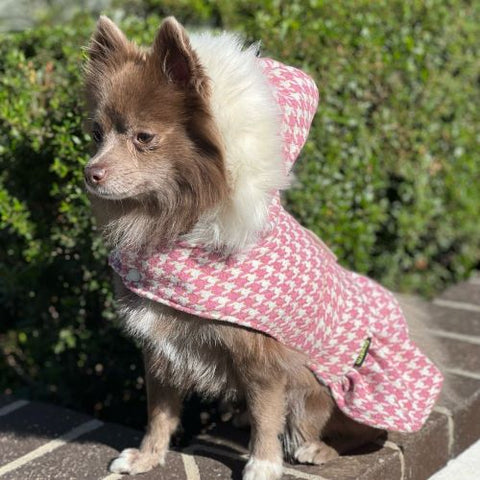 Pomeranian in an elegant dog coat