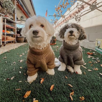 Maltipoo in brown knit sweaters - Fitwarm Dog Clothes