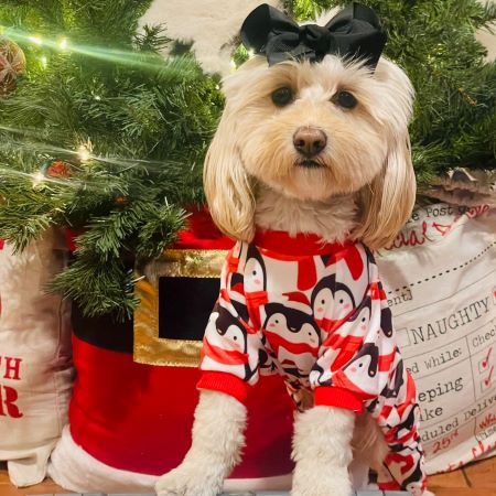 Maltipoo in Santa-themed pajamas - Fitwarm Dog Clothes