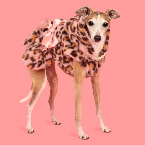 Italian Greyhound in a Leopard Dog Coat