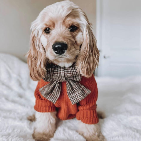 Cockapoo in an Orange Dog Sweaters - Fitwarm Dog Clothes