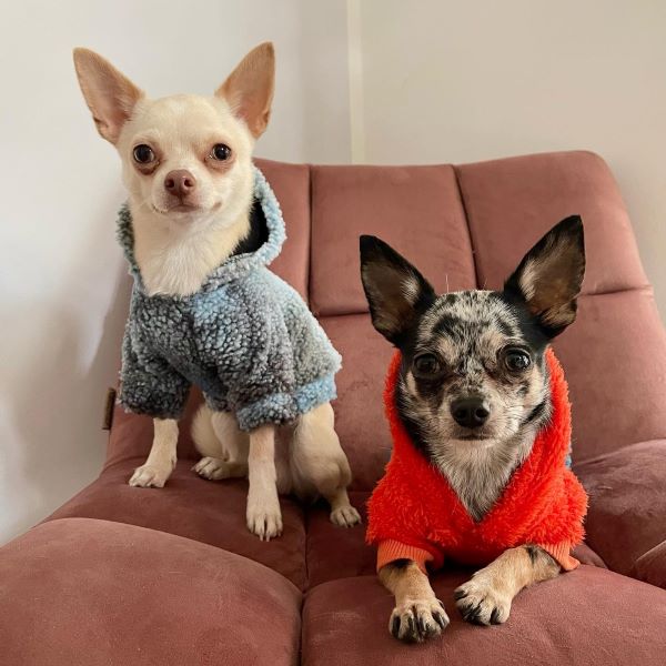 Chihuahuas in Stylish Camo Dog Hoodies