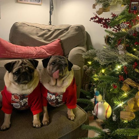 Pugs in Cute Dog Hoodies with Christmas Themed Patterns