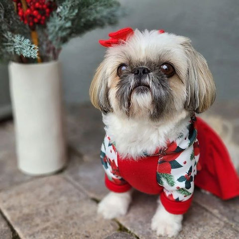 Shih Tzu in einem schönen roten Weihnachts-Hundekleid – Fitwarme Hundekleidung