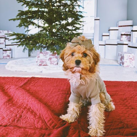 Cavoodle in a Green V-Neck Pajamas - Fitwarm Dog Clothes