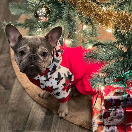 French Bulldog in a Christmas Theme Dog Dress - Fitwarm Dog Clothes