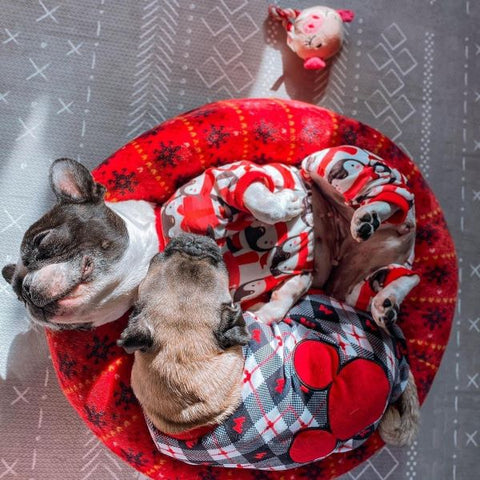 French Bulldog Sleeping in a Cute Pajamas with His Belly Up