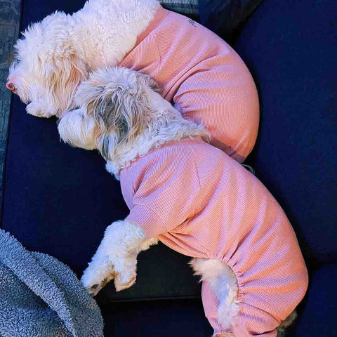 Cute Dogs Sleeping in Matching Pink Pajamas Showing Bellies