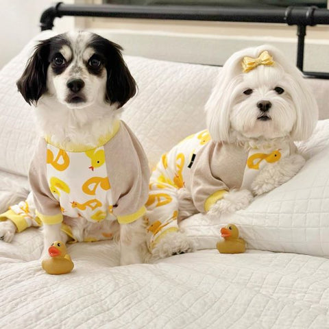 Süße Hunde im Entenhunde-Pyjama