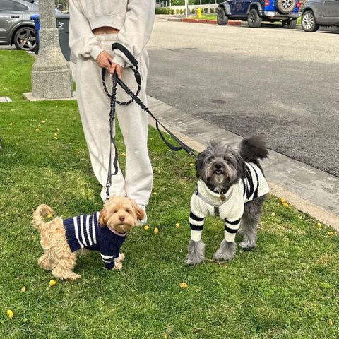 Dogs Taking Walks in Striped Sweaters