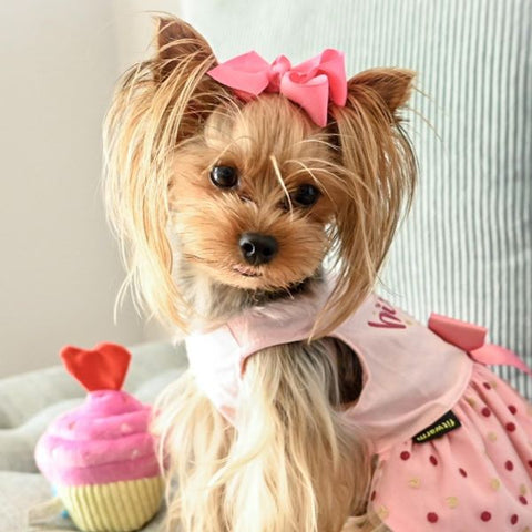 Yorkie in a Birthday Girl Dog Dress