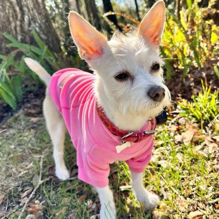 Chihuahua in a Stylish Warm Dog Sweater - Fitwarm Dog Clothes