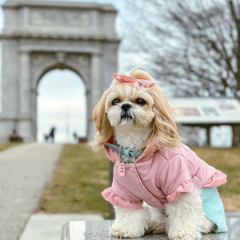 Shih Tzu in einem rosa Hunde-Wintermantel – Fitwarme Hundekleidung